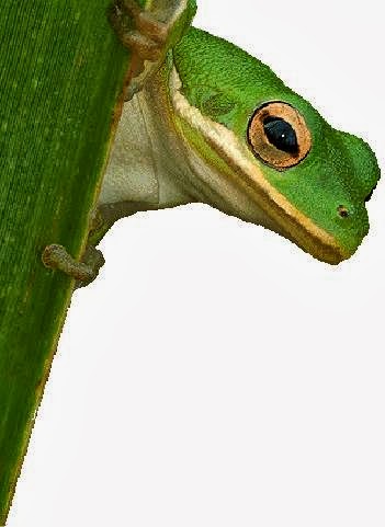 Absolute Green in