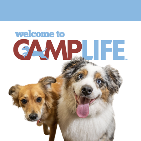 Camp Bow Wow Clarkston in Village of Clarkston