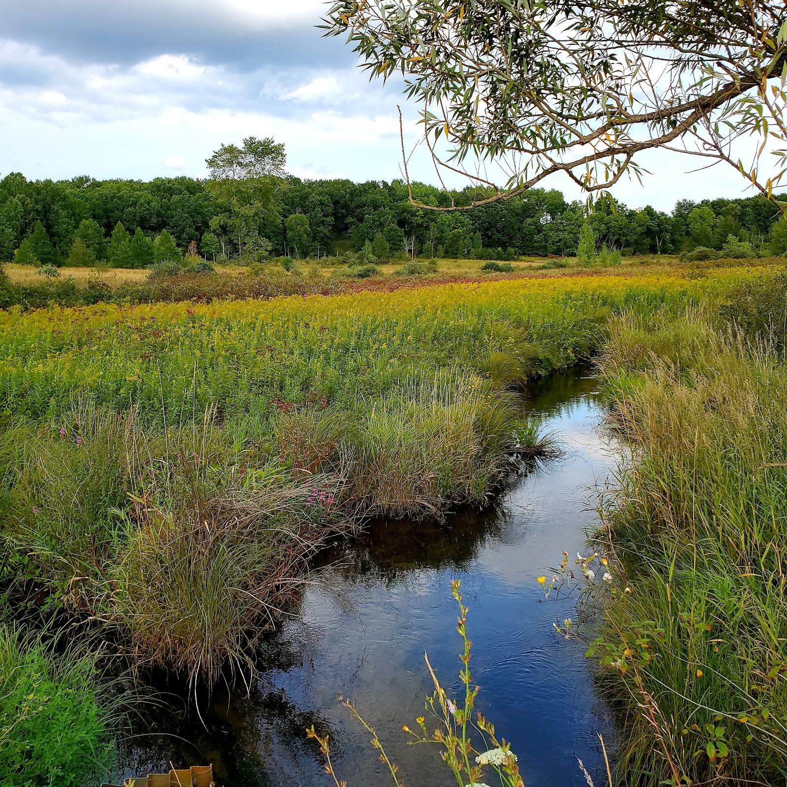Kimball Preserve (Blue Heron Headwaters Conservancy) in Village of Clarkston